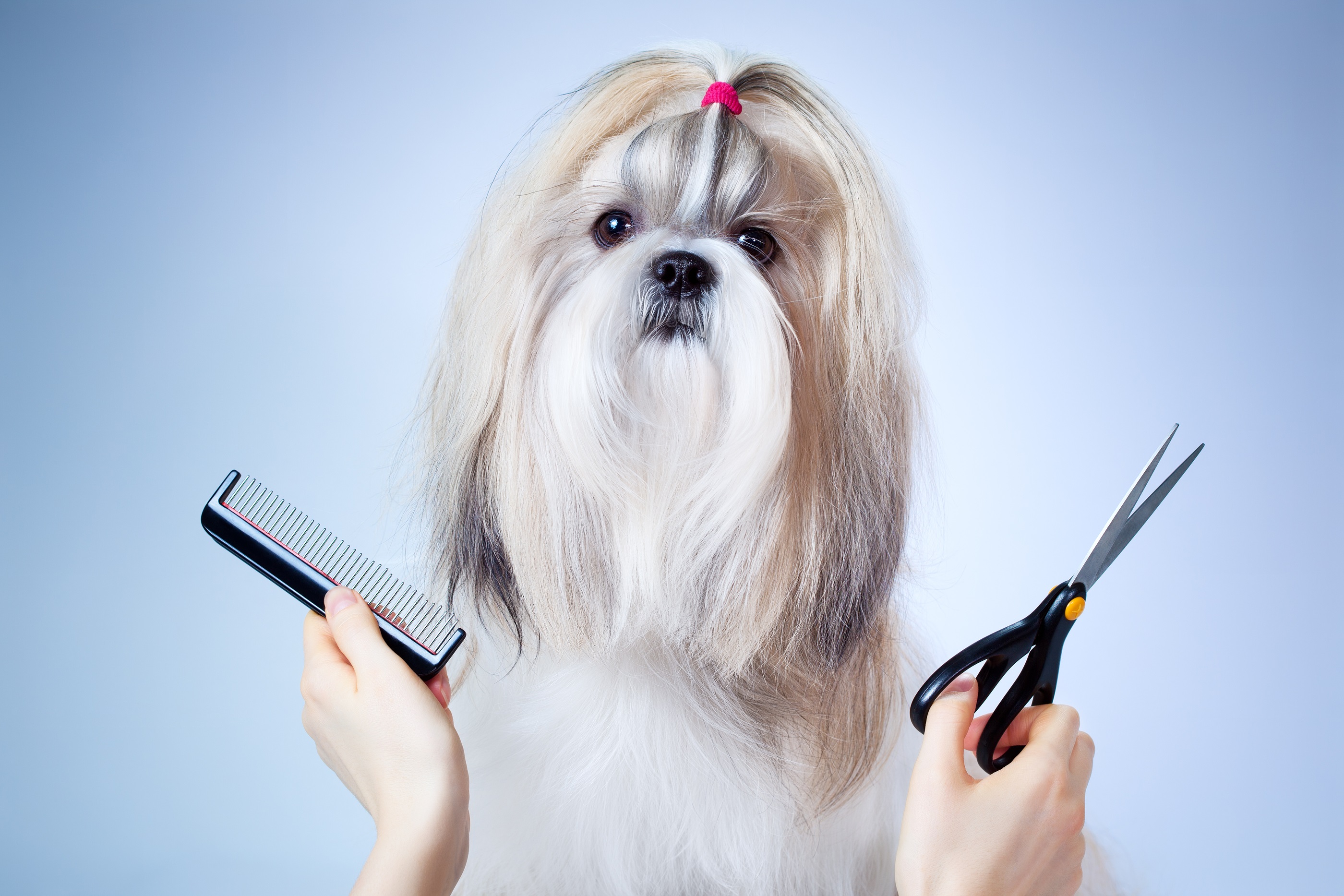 Dog grooming apps