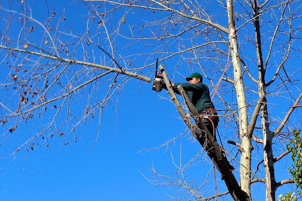Get Best Tree Trimming Services in Philadelphia