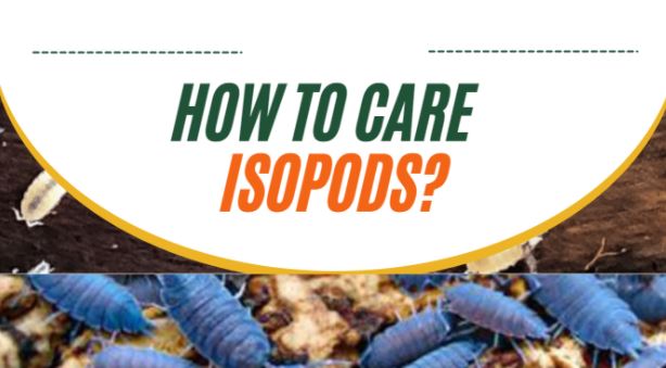 Isopods Day-to-Day