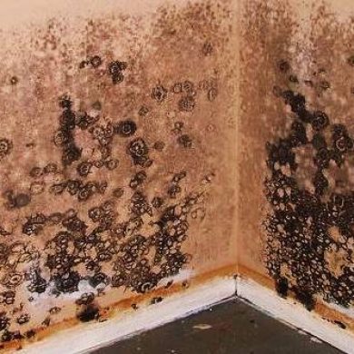 mold and mildew removal