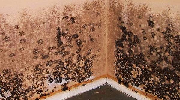 mold and mildew removal
