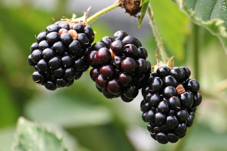 Blackberry farming