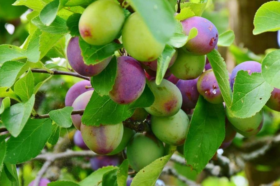 plum farming business