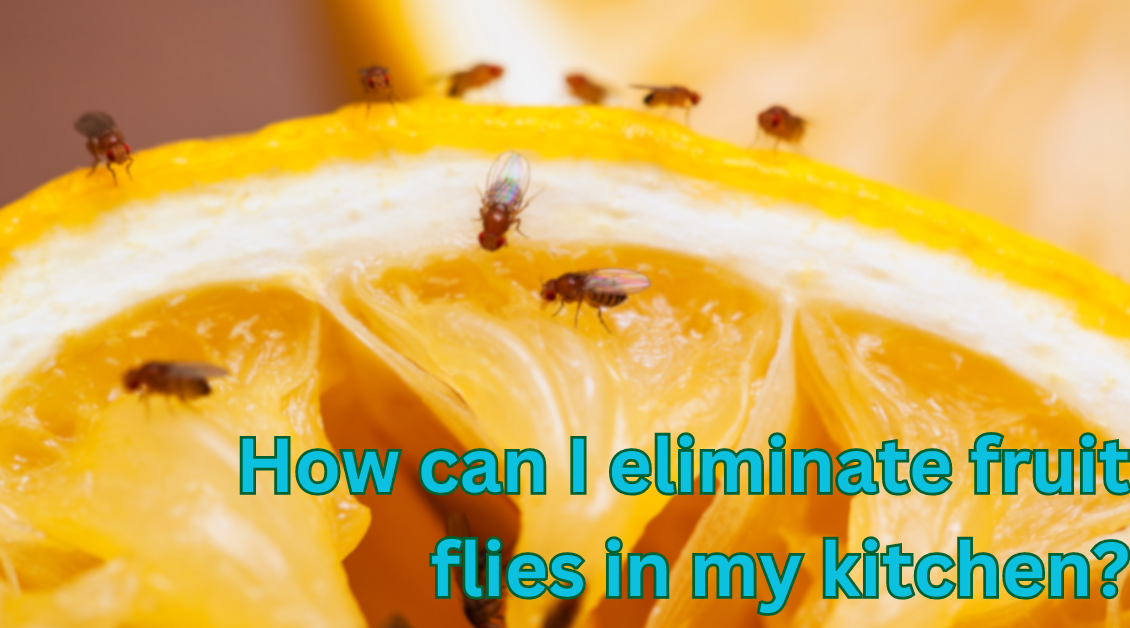 Eliminate Fruit Flies