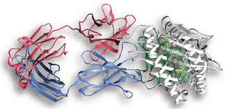 secrets-of-proteins-exploring-world-of-proteomics