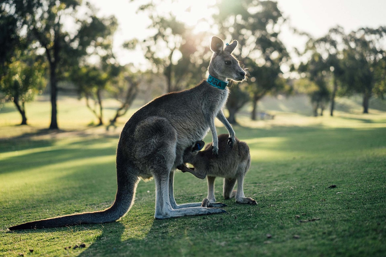 visit australia