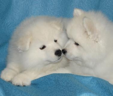 Samoyed puppies