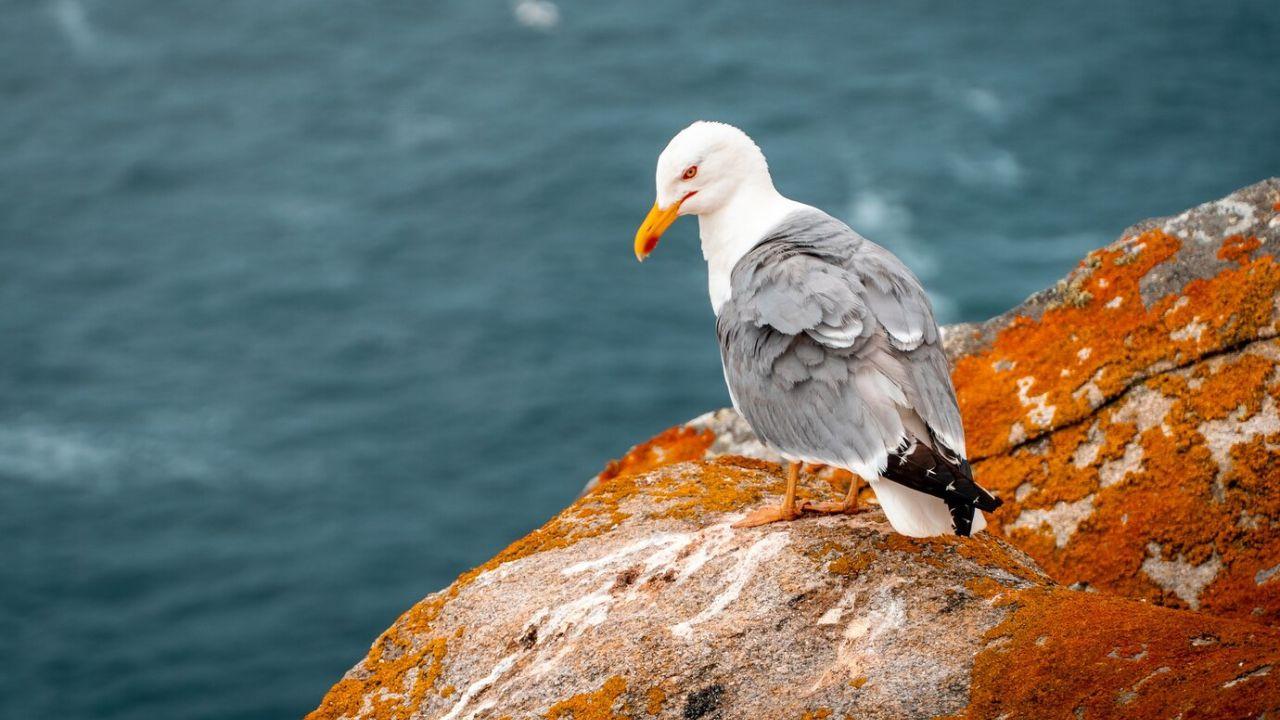 Iceland Bird