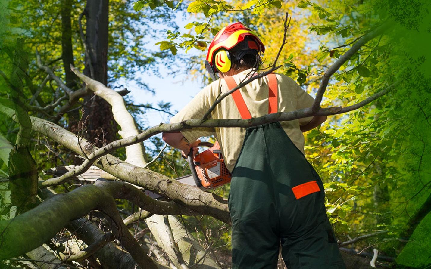 tree-trimming