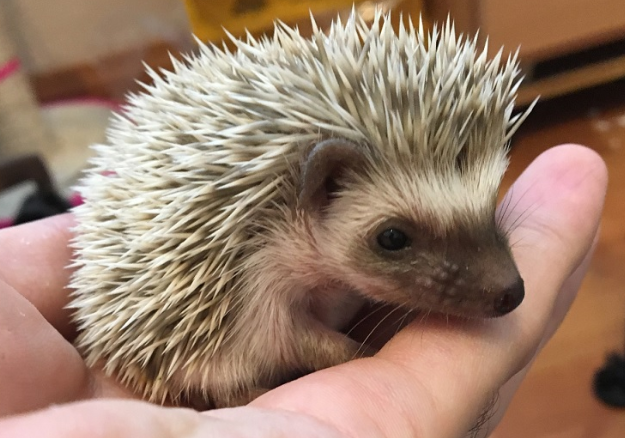 hedgehog