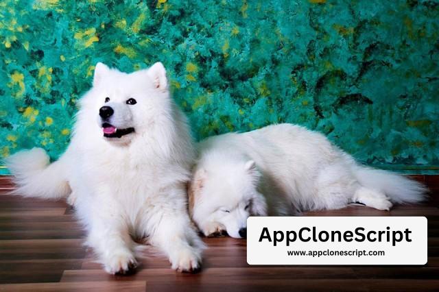 samoyed puppy