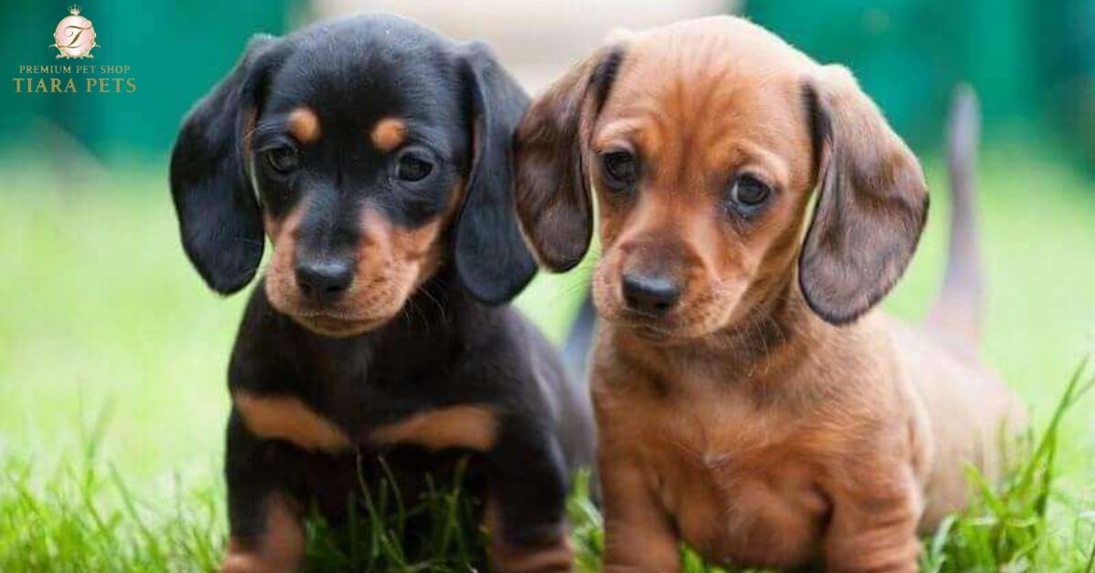mini dachshund puppies