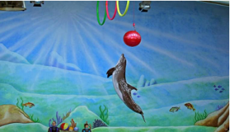 dubai dolphinarium