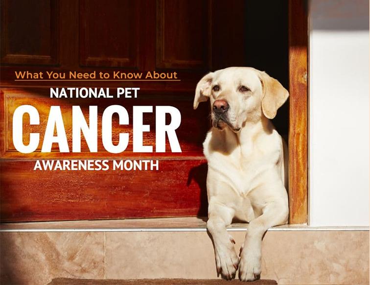 national pet cancer
