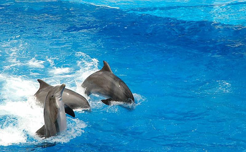 dolphin show