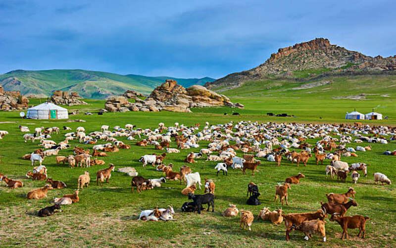 visit in mongolia