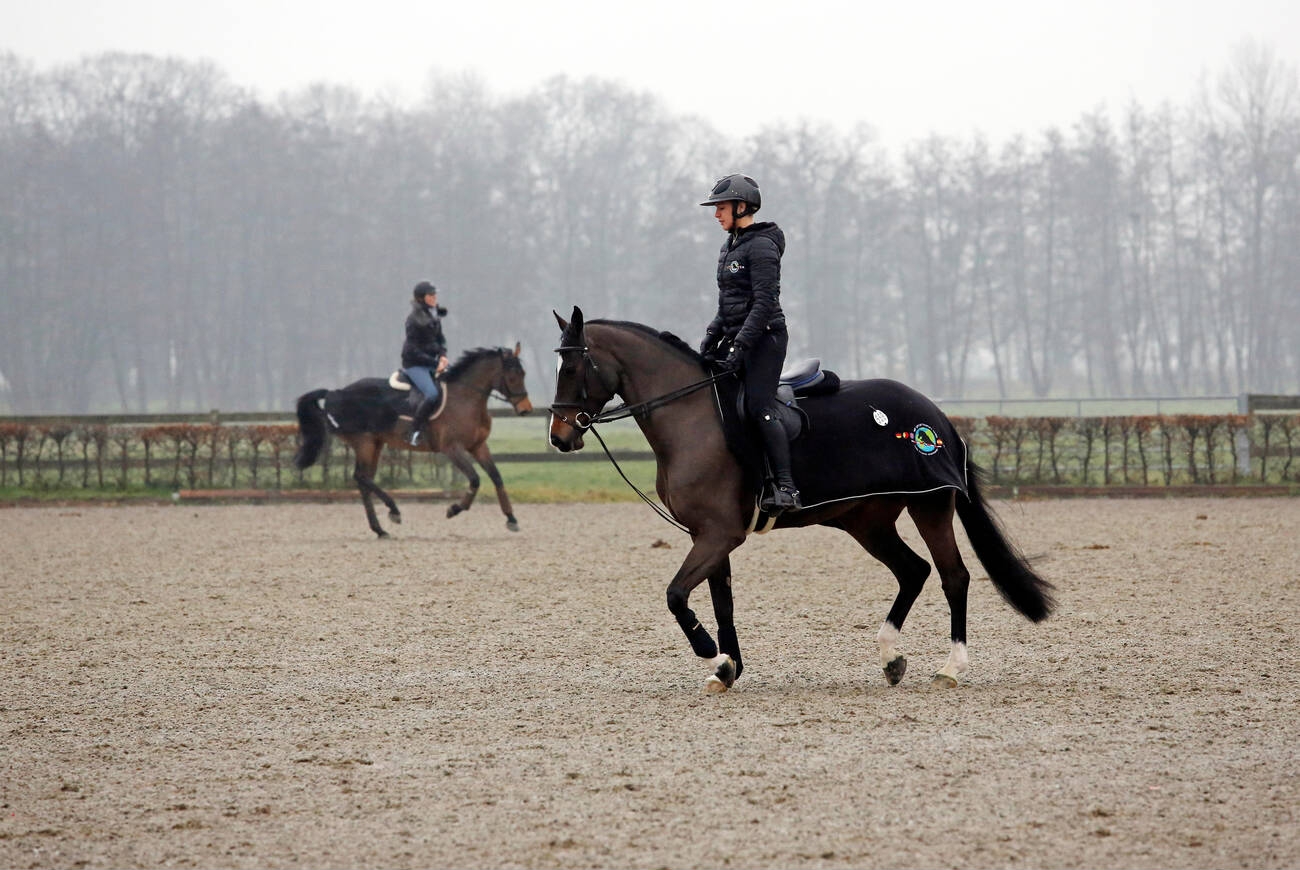 winter horse rugs