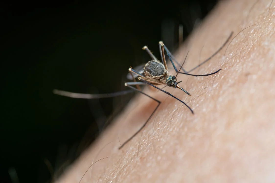 commercial mosquito control