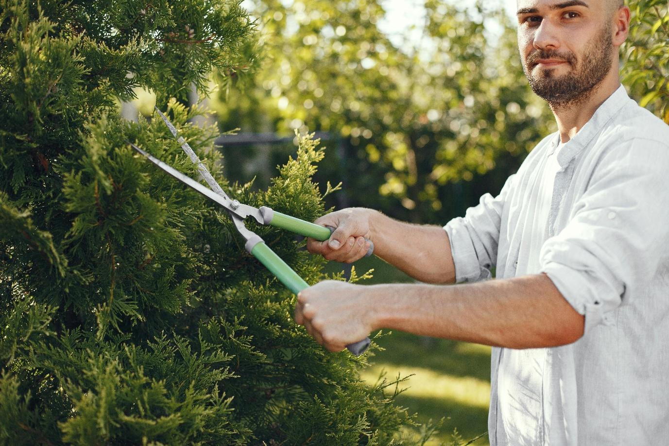 tree pruning