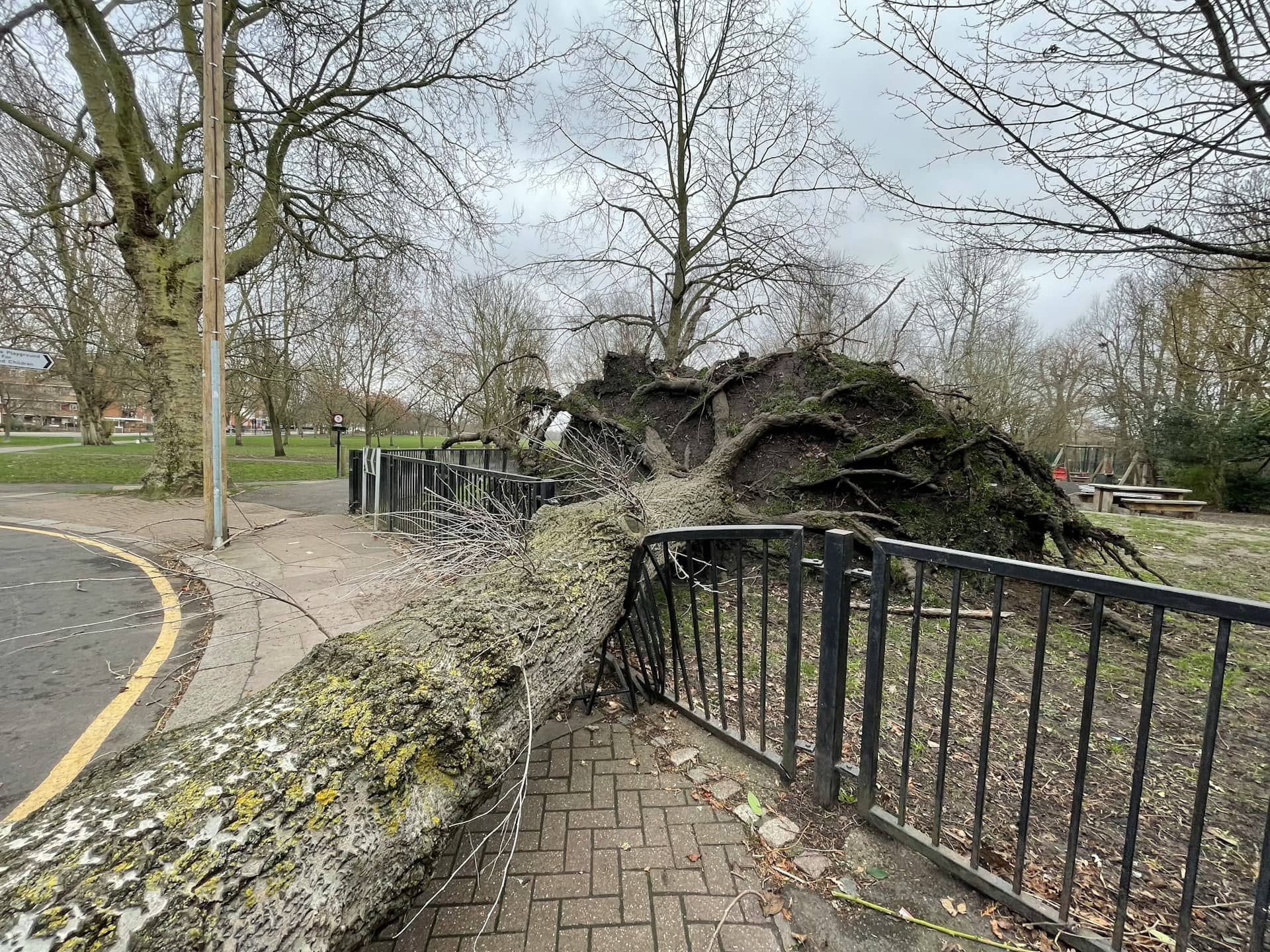 tree removal