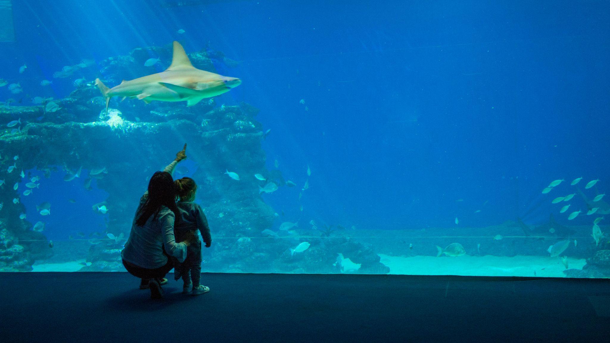 dolphinarium