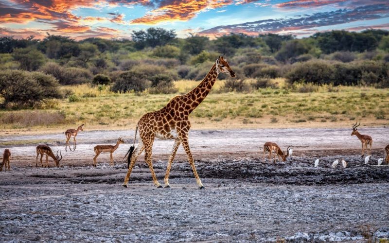 botswana tour