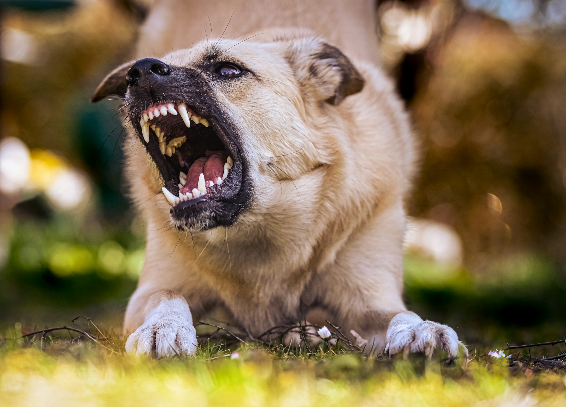 treat dog bites at home