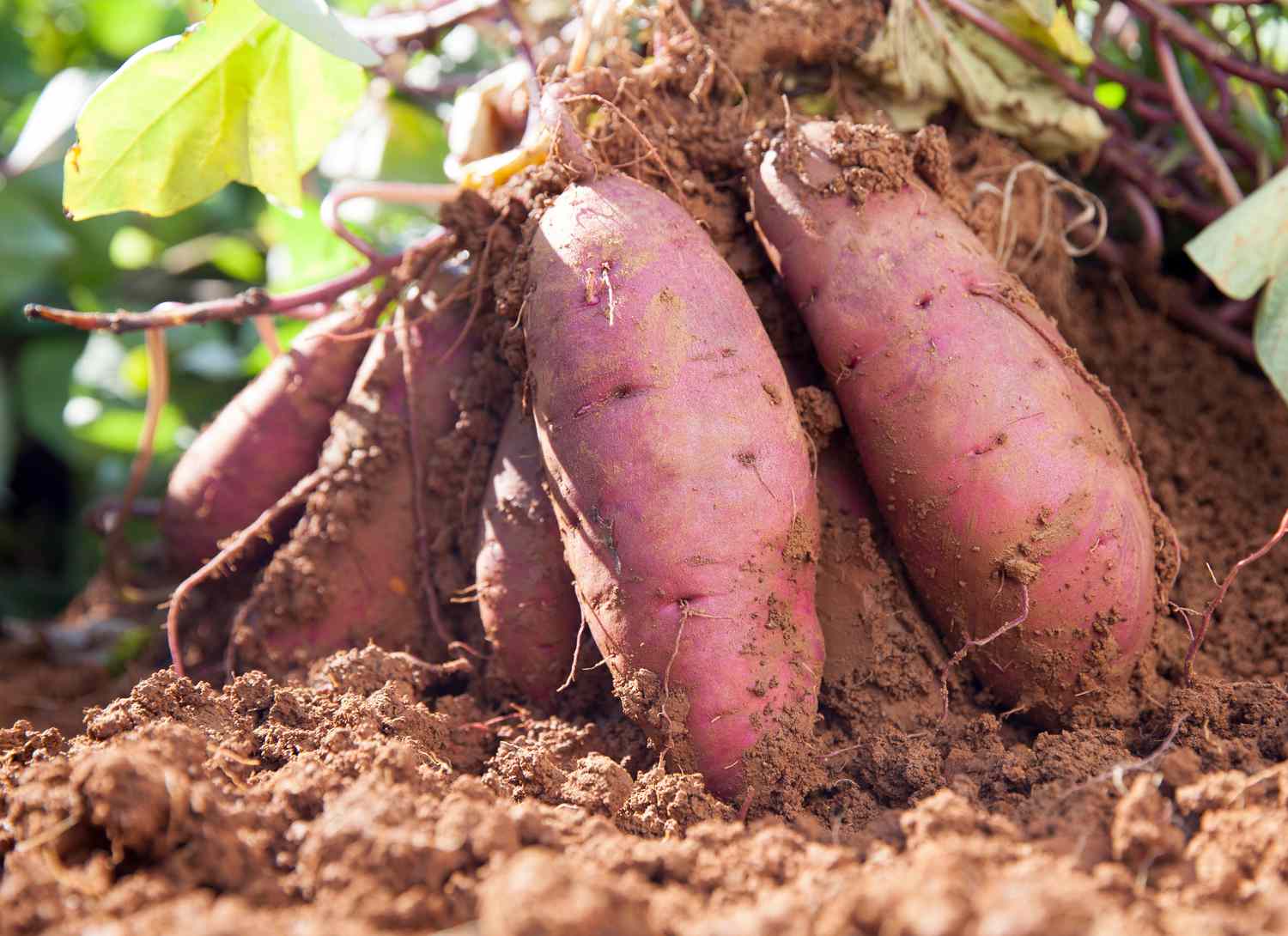 egyptian sweet potato supply chain