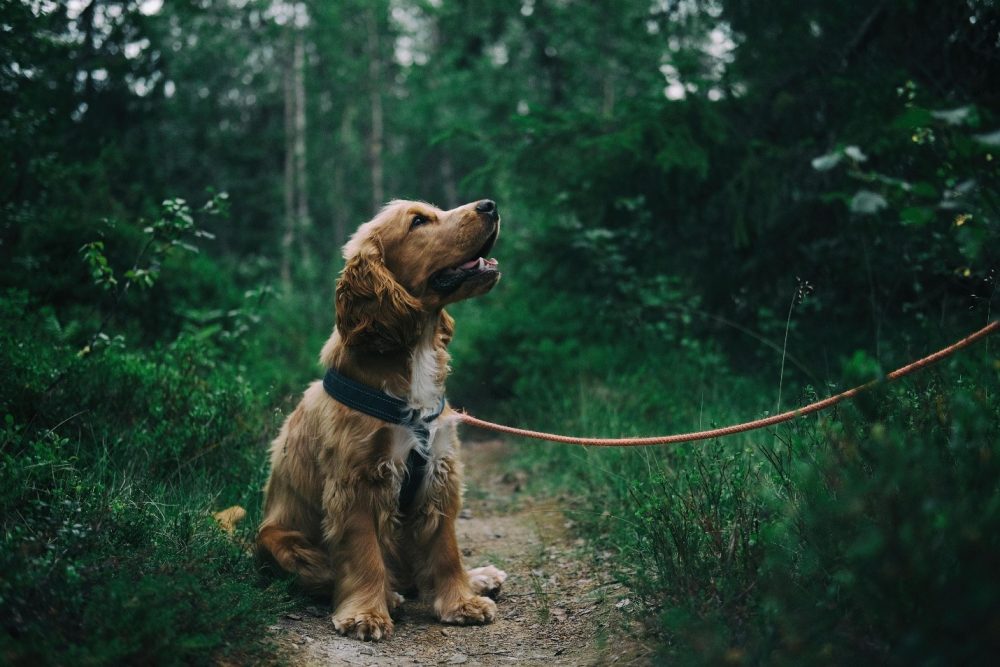 unwanted barking