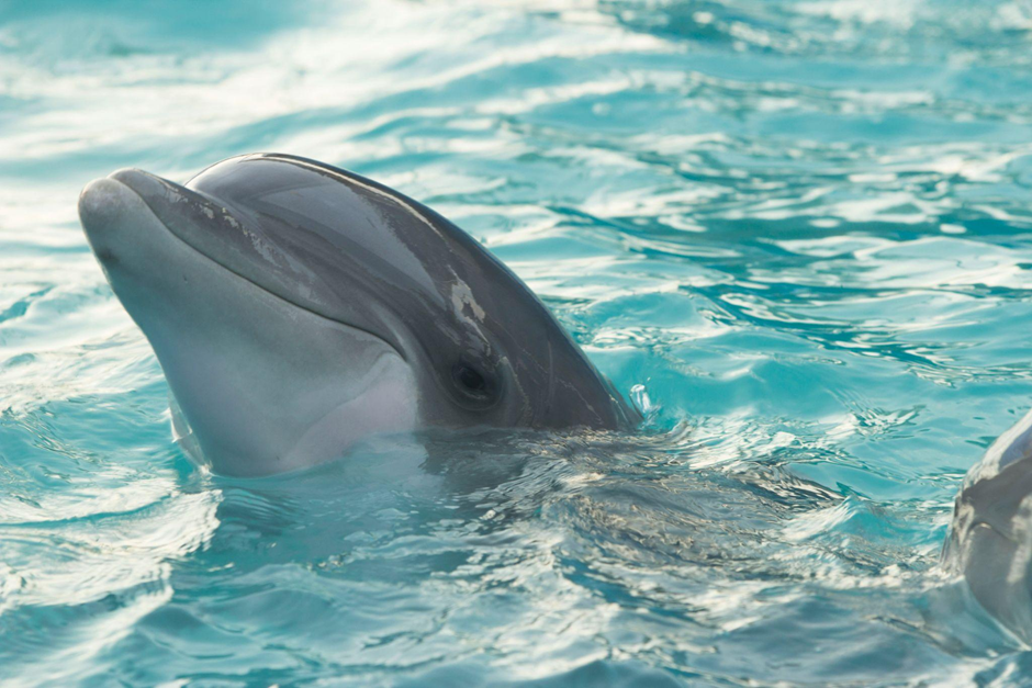 Dolphin Encounter at Atlantis