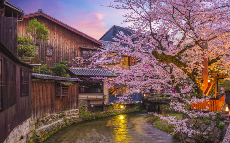 japan cherry tour packages