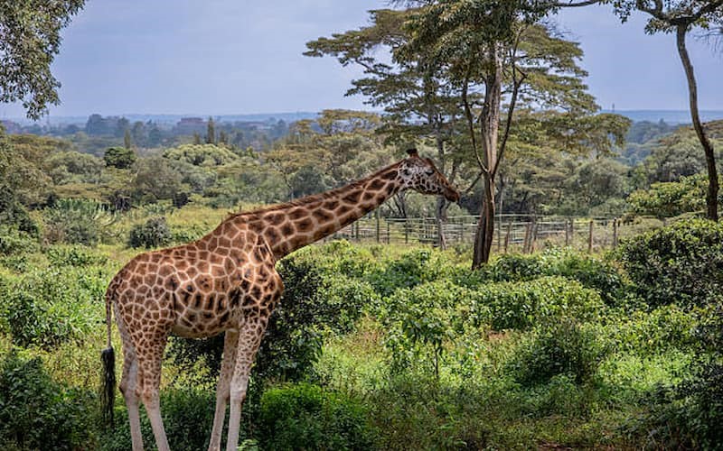 kenya tour