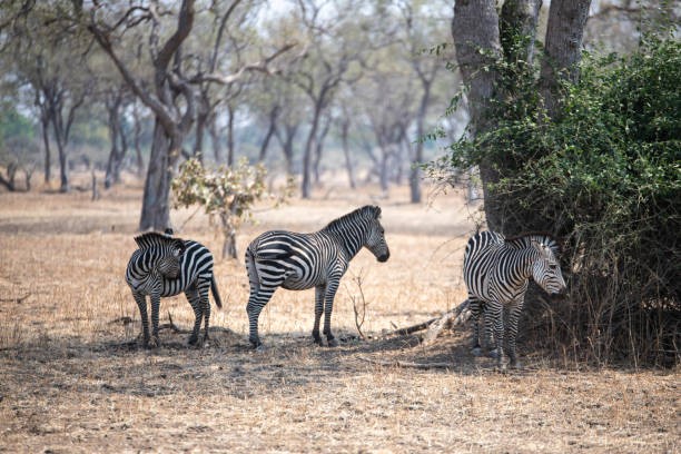 zambia safari