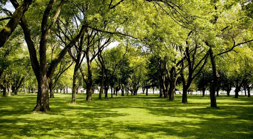 tree removal structural damage prevention