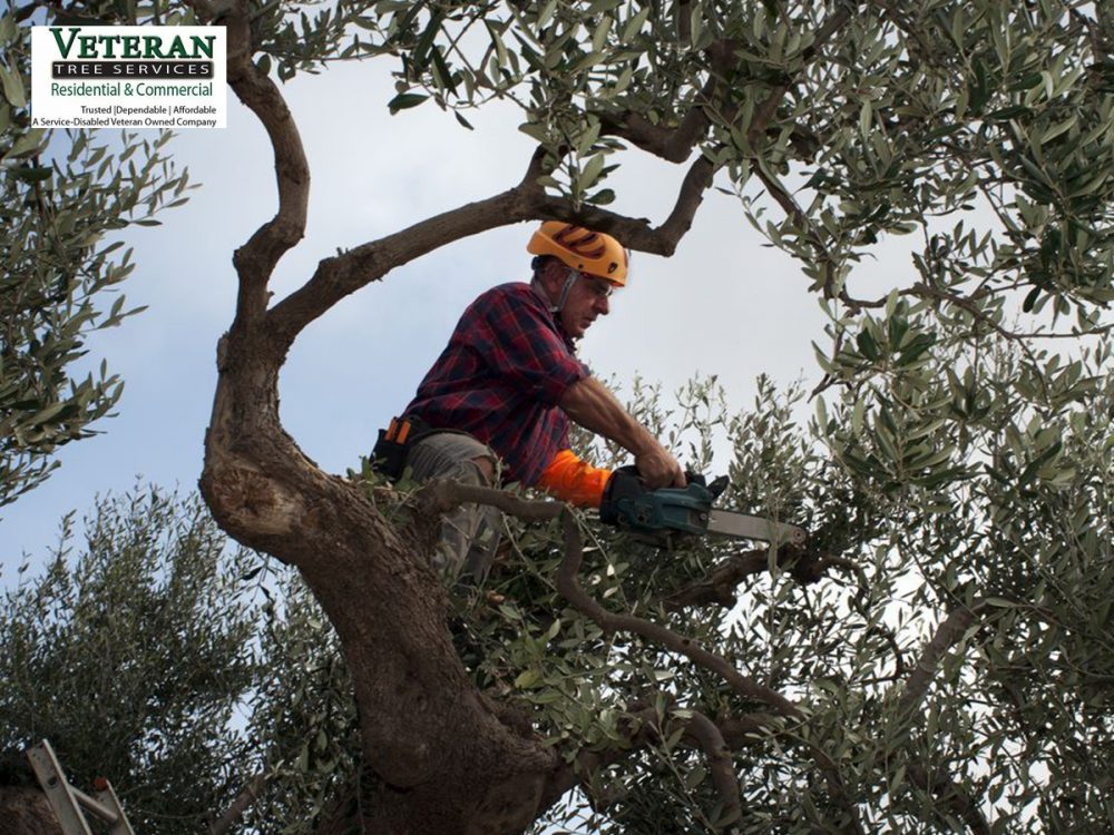 emergency tree removal