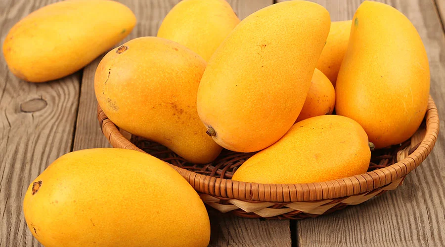kesar mango harvesting