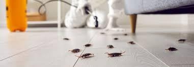 roach killer techniques aurora