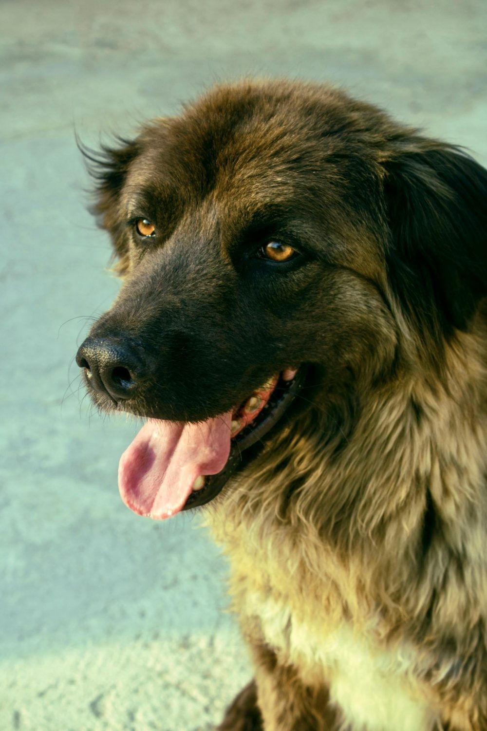 pet’s health naturally