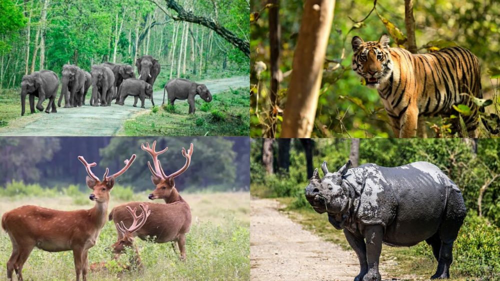 wildlife tour india planning