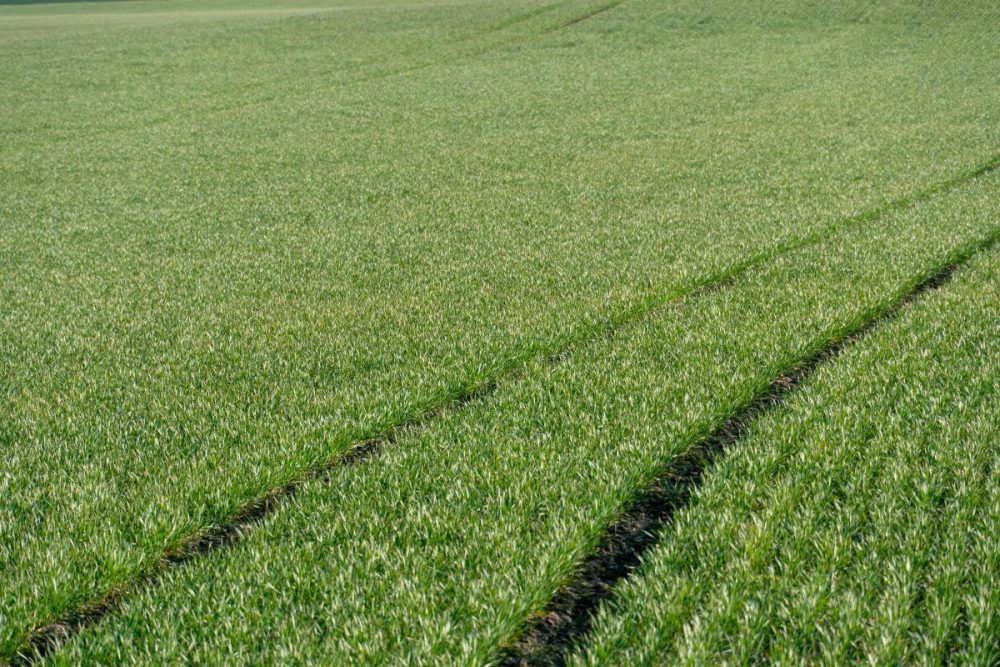 nano-fertilizers in sustainable agriculture