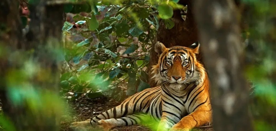 sariska sightseeing attractions