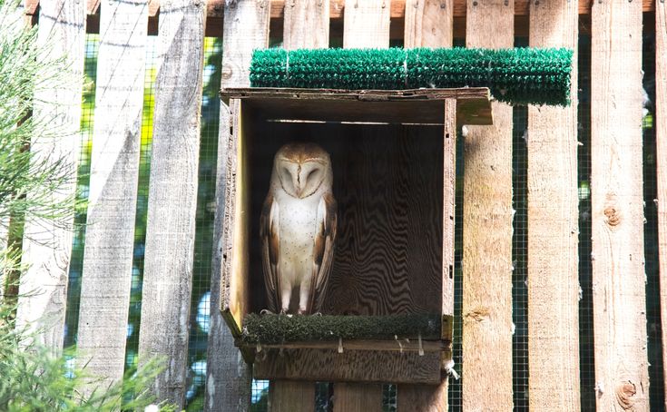 owl box offers eco-friendly
