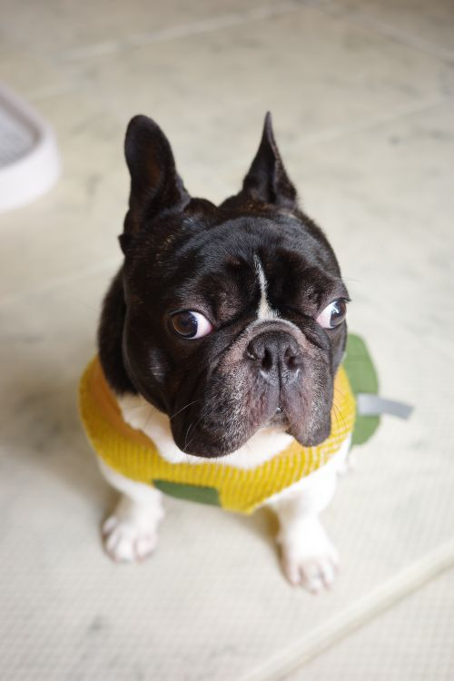 well behaved dog training tips